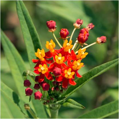 Biosnyg ROX-95 Bloodflower (Asclepias curassavica)-[200 Seeds] Seed