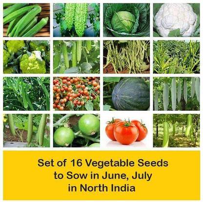 CYBEXIS Set of 16 Vegetable Seeds to Sow in June, July in North India Seed