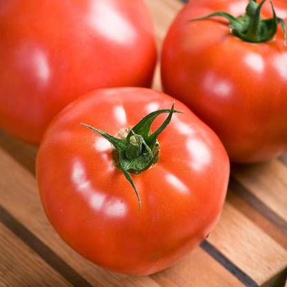STOY Tomato Celebrity Seed
