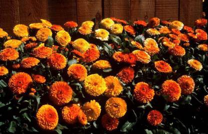 Lippy Calendula Bon Bon Mix Flower Seed