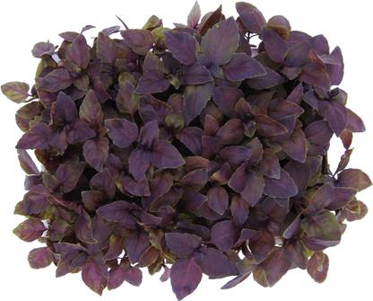 Mozette Organic basil purple herb Seed