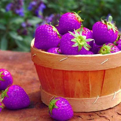 KNESSiN Seeds Sweet Beauty Purple Strawberry-{200 Seeds} Seed
