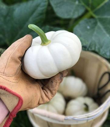 VibeX ® VLR-591 Mini White Pumpkin Seeds Seed