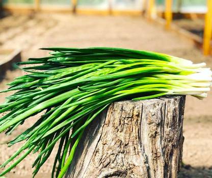 WILLVINE PAU -XIII Bunching Green Onions Scallions [100g] Seed