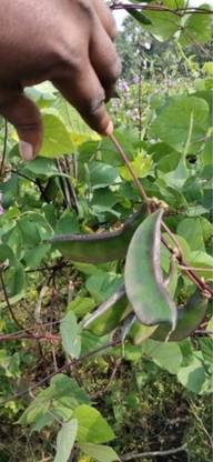 SELOW Lima Beans Vegetable Garden Seed