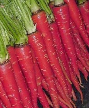 Avysa Atomic Red Carrot Seed