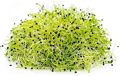 WILLVINE PUSA -II Onion - Microgreens [2.5g] Seed