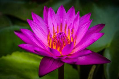 DIVINE lotus,kamal gatta Seed