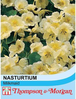 CYBEXIS Nasturtium Milkmaid Indian cress Seeds Seed