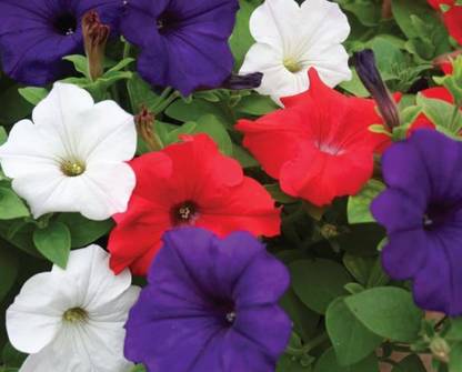 CYBEXIS Petunia Rainbow Cascade - Flower Mix Seeds Seed