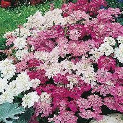 Lorvox Candytuft Seed