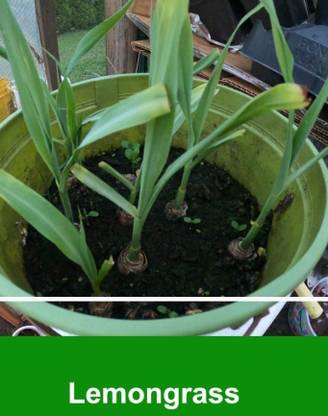 CYBEXIS TLX-7 - Lemongrass Barbed Wire - (2250 Seeds) Seed