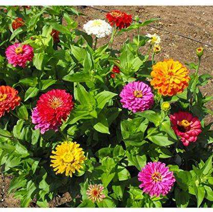 CEZIUS Flowering Seeds for Home Gardening Flower Zinnia Mixed Seed