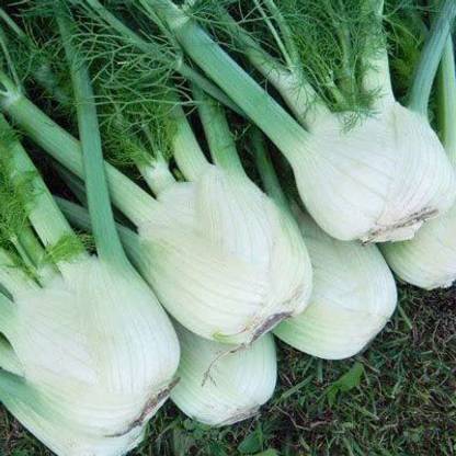 VibeX XLR-6 - Cool-Weather Florence Fennel (Finnochio) - (250 Seeds) Seed
