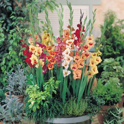 GARDENIFY INDIA Gate Garden Gladiolus Mix Flower Bulbs (Multicolour, Pack of 5) Seed