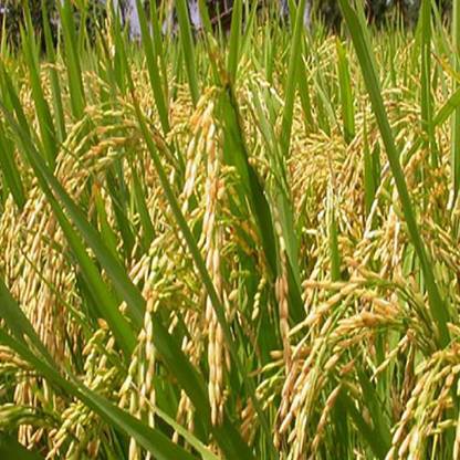 SREE Basmati Paddy, Rice Seed for Farming & Agriculture, 1Kg Per Packet, Basmati Seed