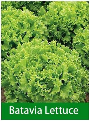 VibeX HUA-99 - Batavia Lettuce - (150 Seeds) Seed