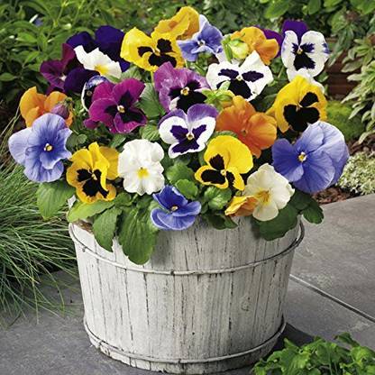 Lorvox Pansy flower seeds hybrid double Seed