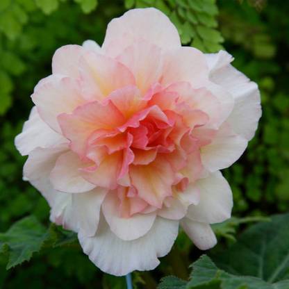 Biosnyg Tuberous Begonia Seeds Appleblossom-[50 Seeds] Seed