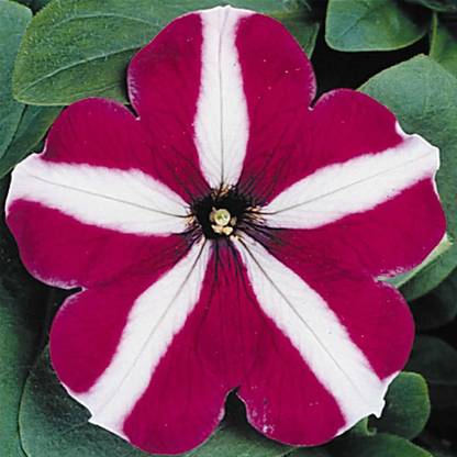 VibeX XLR-40 - Petunia - Flower Garden -Burgundy Star Blooms - (60 Seeds) Seed