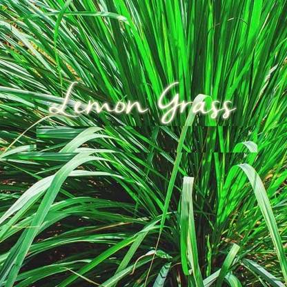 CYBEXIS KGF -37 - Lemongrass - Cymbopogon citratus - (250 Seeds) Seed