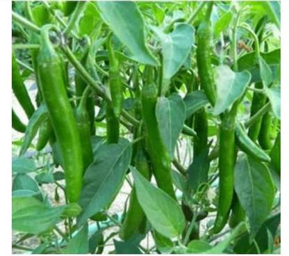 Arshiayat Hybrid Chilli Seeds, Bullet Mirchi Seed
