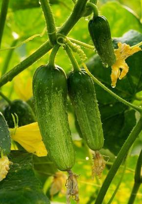 ASHOKE Seeds Cucumber Seeds Khira Seeds Rocket Sosha Seeds Kheera Seed