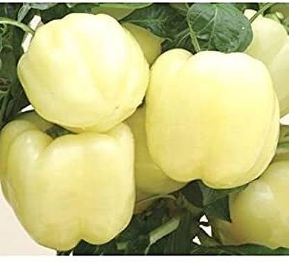 ENINE Hybrid White Capsicum Shimla mIrch शिमला मिर्च के बीज 100 Seeds 
 FG180 Seed