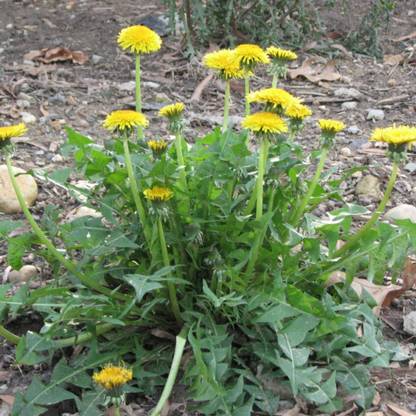 Apurba Agriculture Dandelion, Dandelion Plant, Dandelion Plant Seeds, 1Pack Seed