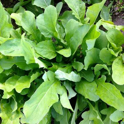 VibeX KGF -54 - Arugula Lettuce - (250 Seeds) Seed