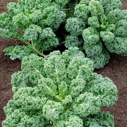 golden hills farm High Yield Curly Kale Ganth Gobhi/Leaf Cabbage/Russian Gobhi/Khuli Band Gobhi Seed