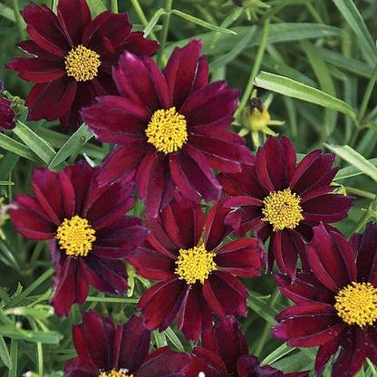 CYBEXIS Coreopsis, Mercury Rising-50 Seeds Seed