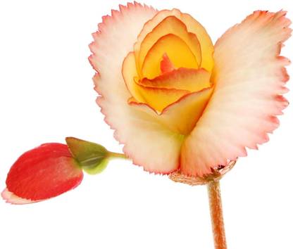 VibeX ATS-67 - Begonia Appleblossom - (30 Seeds) Seed