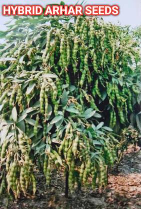 HYBRID 100g hybrid arhar/tur/red gram seeds highest yield variety early fruiting Seed
