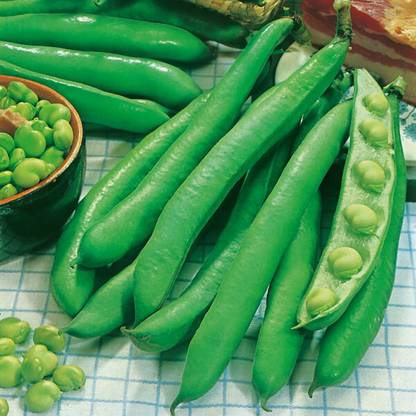 WANCY Broad bean - Giant Exhibition Seed