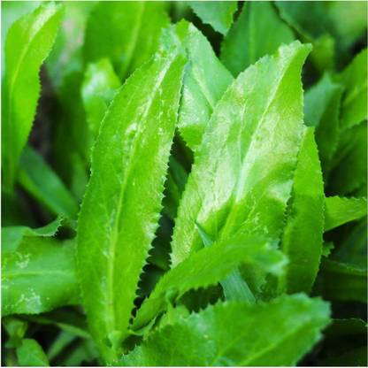 VibeX ® RXI-151 Culantro Seeds(Eryngium foetidum) Seed