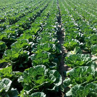 KNESSiN Cabbage Chinese Rapeseed Seed