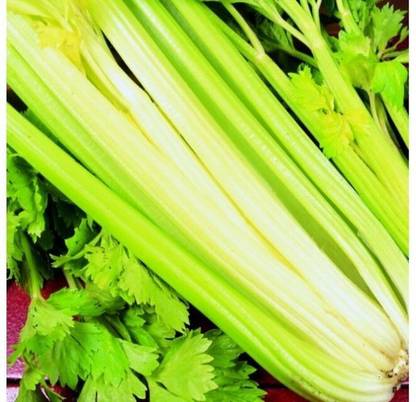 CEZIUS Seeds Salad Vegaetable Vegetable - Celery Golden Self Blanching Seed
