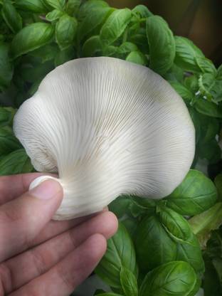 Jevik Oyster Mashroom Spawn | 5 KG Bulk Pack | Seeds from DMR Solan Seed