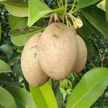 MAA Chikoo, Sapota, Chiku Seed