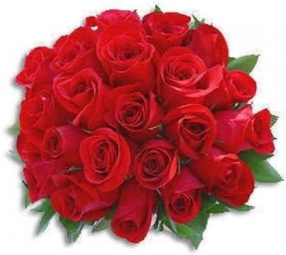 CYBEXIS NDIR-85 - Strong Fragrant Red Rose - (900 Seeds) Seed