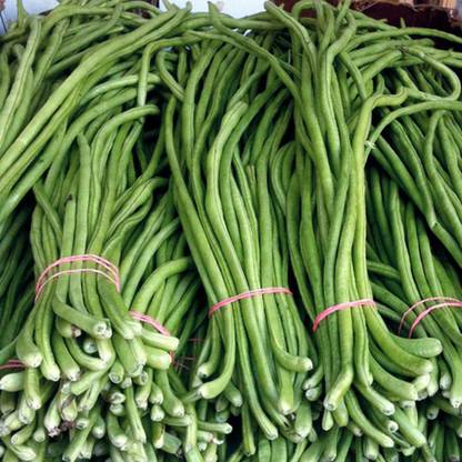 SREE Cowpea Seed