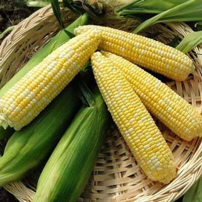 WILLVINE GOI -VII Sweet Corn Nirvana F1-[1Kg] Seed