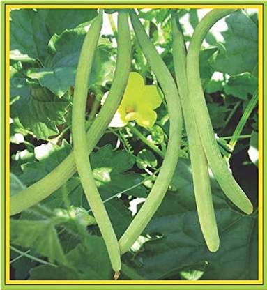 VibeX VXI-2 - Thin Long Cuccumber Long Melon - (150 Seeds) Seed