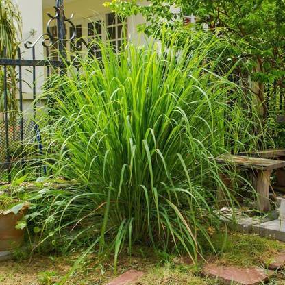 VibeX TLX-92 - Lemon Grass Plant - (250 Seeds) Seed