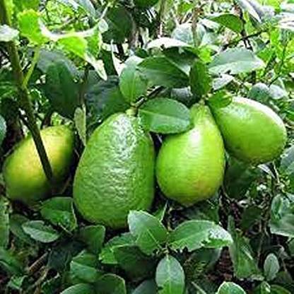 ENINE Kagzi Nimbu Lemon Gardening Plant Seeds AE131 Seed