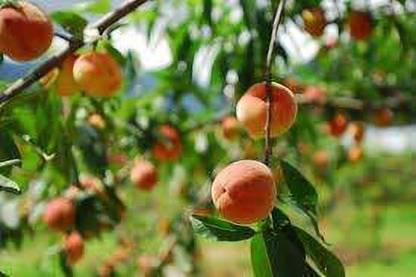 KANAYA Peach Aadu Fruit Seed