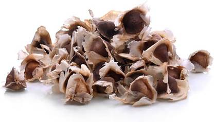 Qualtivate XXX-5A Moringa Organic Large Size Pkm4 Seed