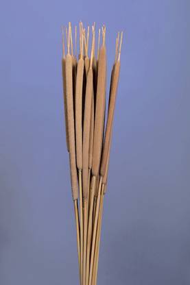Floralis Cattail Typha Grass Seed