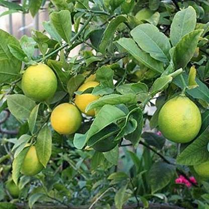 Aywal Lemon Seeds For Home Garden Seed